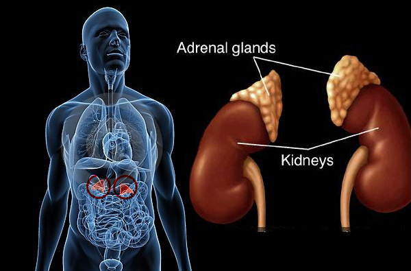 ADFORM - ADRENAL HERBAL - Image 3