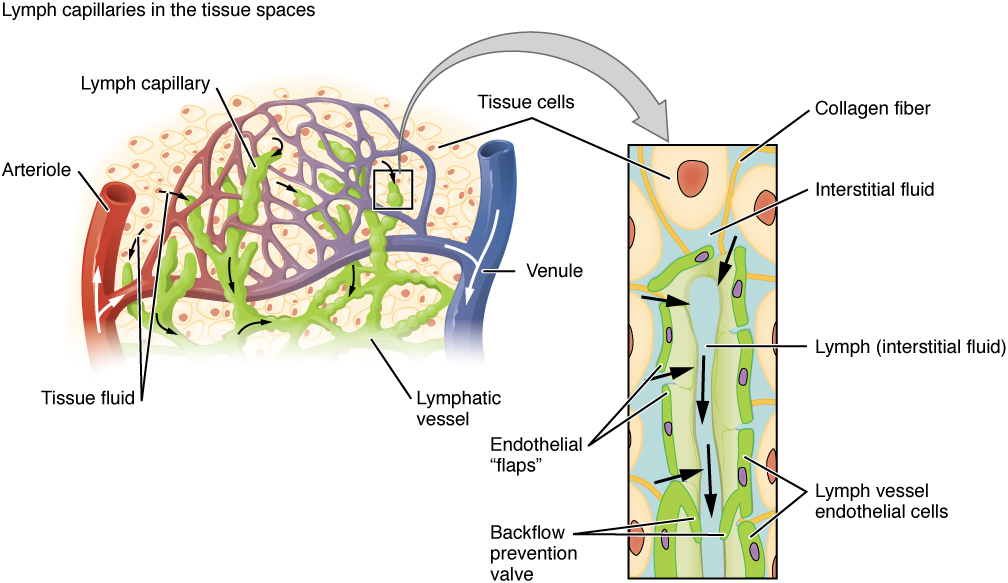 LYFORM - LYMPHATIC HERBS - Image 2