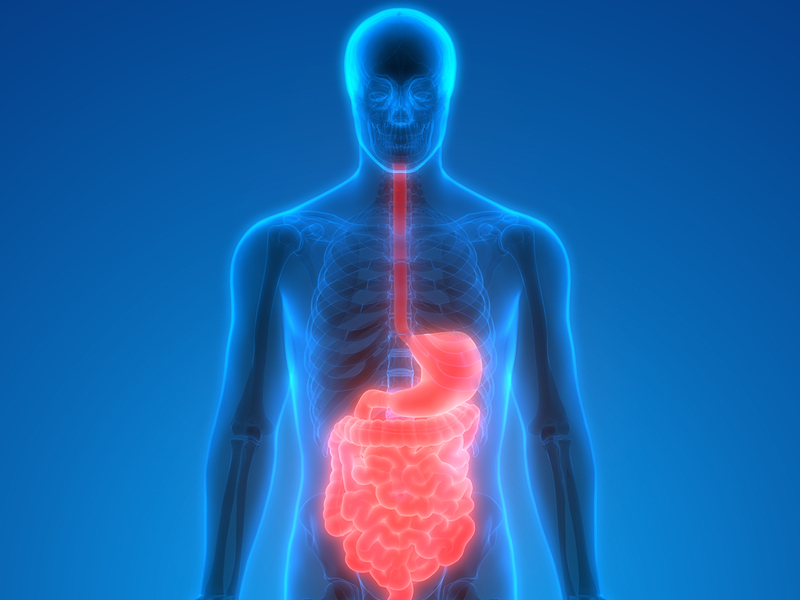 3d X-ray of the gut image