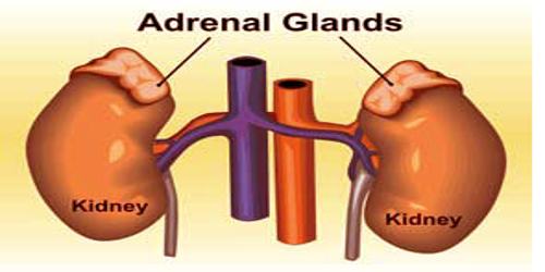 ADFORM - ADRENAL HERBAL - Image 2