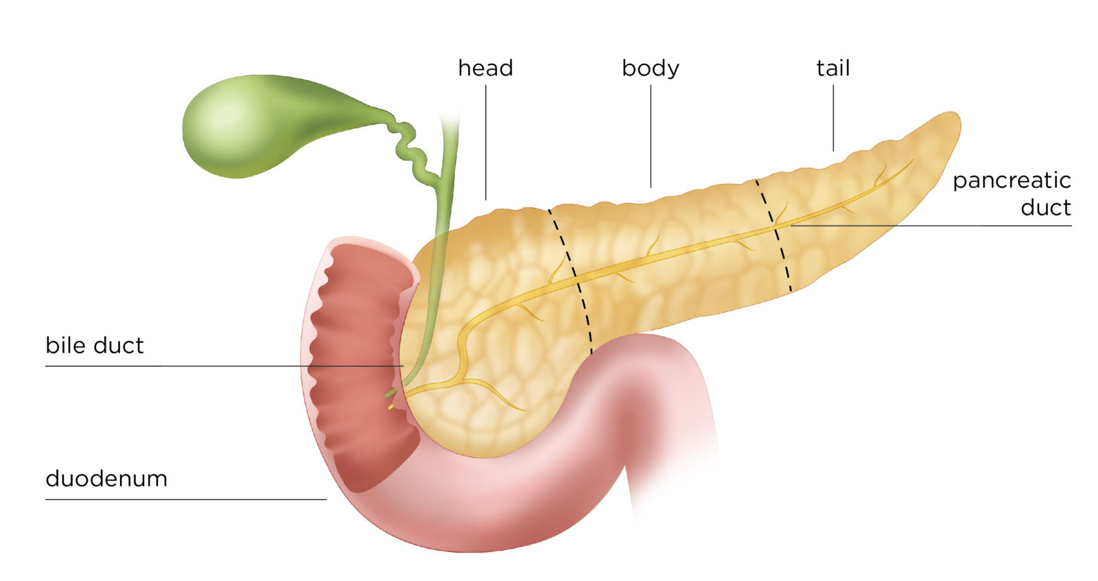 PNFORM - PANCREAS HERBS - Image 3