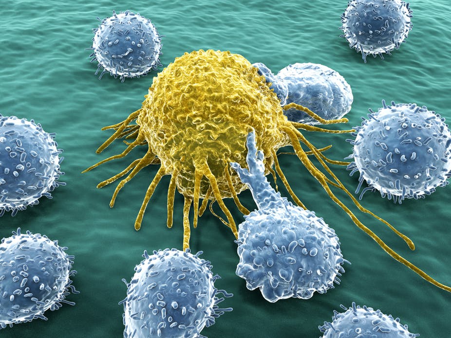 IMNFORM - HERBAL IMMUNITY - Image 3