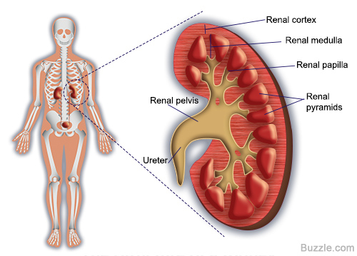 KSFORM - KIDNEY HERBAL - Image 3