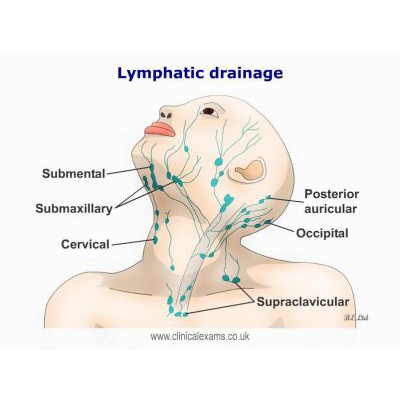 LYFORM - LYMPHATIC HERBS - Image 3