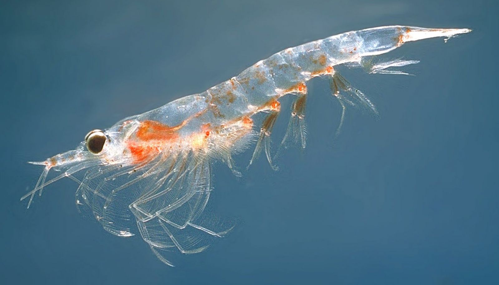 KRILL PLUS – 60 caps - Image 2