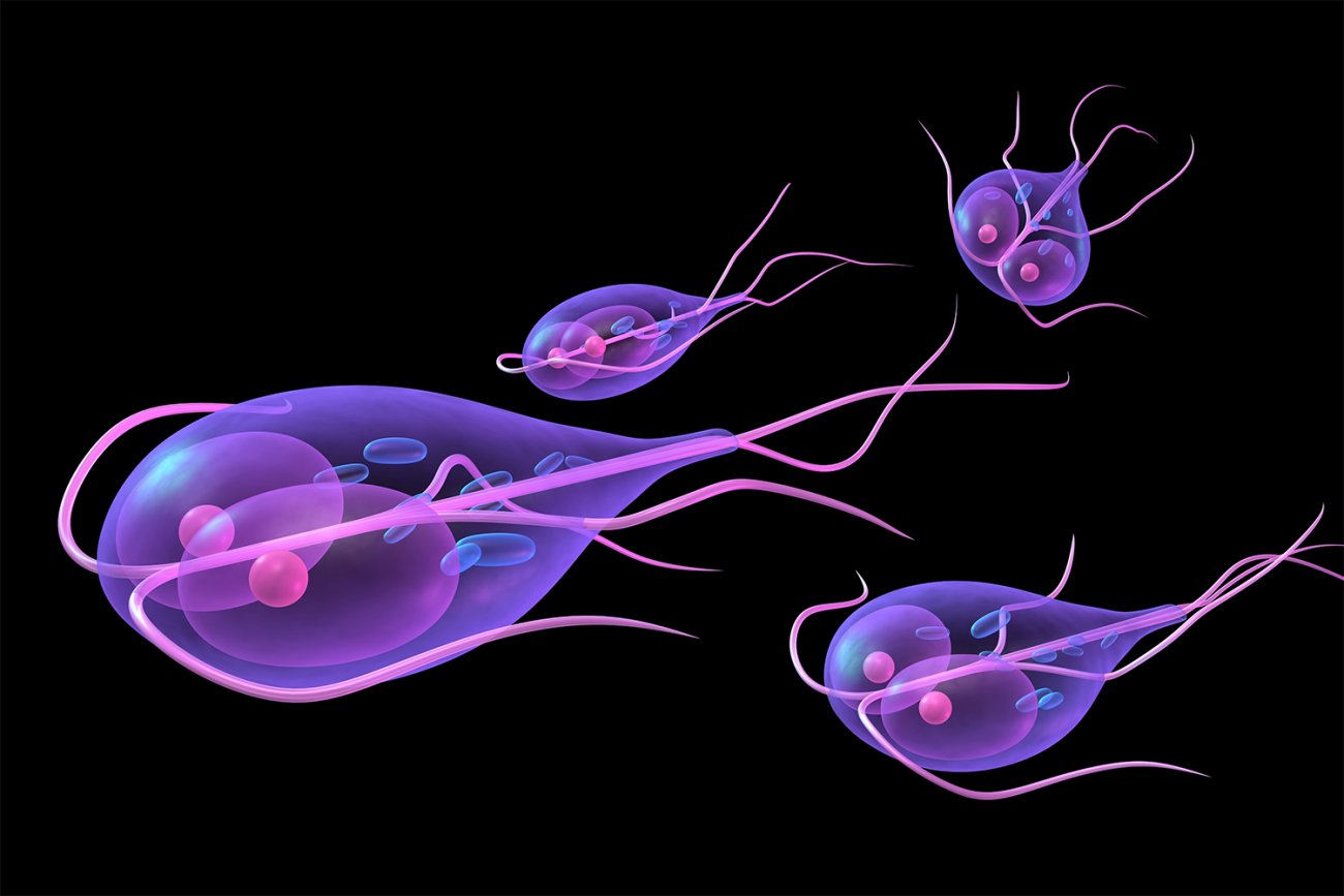 PARASITE DETOX PACK - Image 2