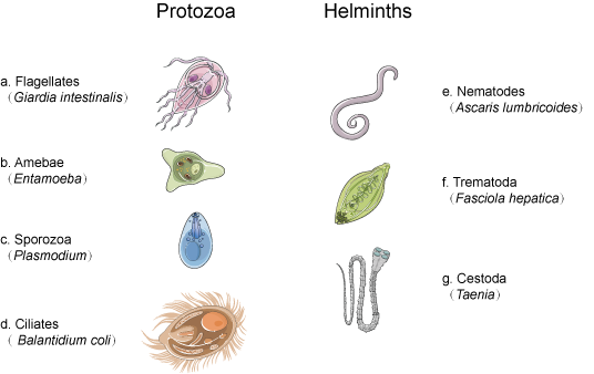 PARASITE DETOX PACK - Image 3