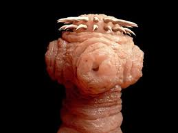 natural parasite detox